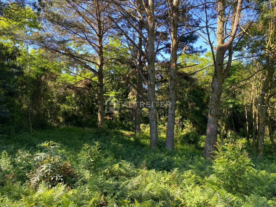 RESTAM APENAS OS PINUS EM CIMA DO TERRENO