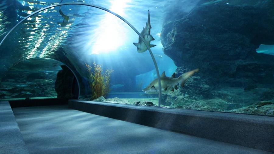 Conhea o Oceanic Aquarium em Balnerio Cambori