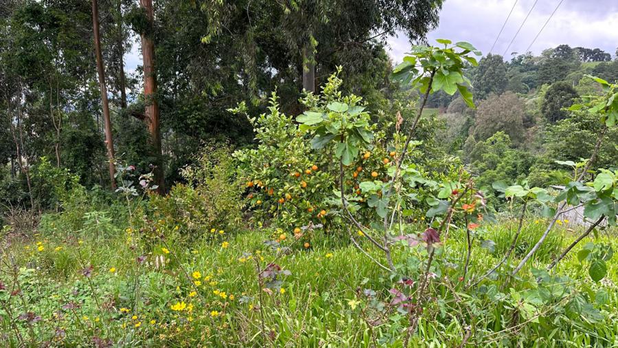 ARVORES FRUTíFERAS