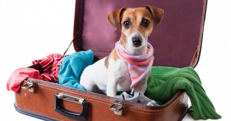 6 dicas para Viajar com seu Animalzinho de Estimao